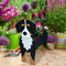 Pot de Plante Chien | Différentes Races et Décoration Maison